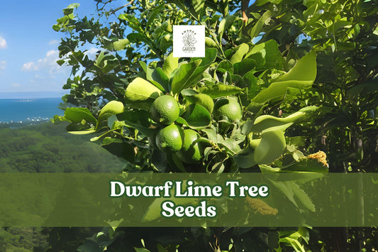 Dwarf Lime Tree Seeds | Citrus aurantiifolia | Ornamental Citrus for Bonsai & Containers | 30+ Seeds