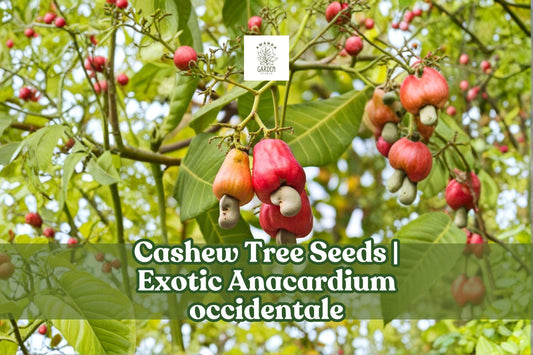 Exotic Cashew Tree Seeds, Tropical Bonsai Plant, Anacardium occidentale, Evergreen, Ornamental, 6 Seeds