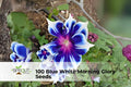 Blue & White Morning Glory Seeds, Ipomoea tricolor, Climbing Annual Vine, Blue and White Blooms, Fast-Growing Garden Vine