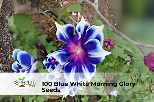 Blue & White Morning Glory Seeds, Ipomoea tricolor, Climbing Annual Vine, Blue and White Blooms, Fast-Growing Garden Vine