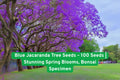 Blue Jacaranda Tree Seeds – 100 Non-GMO Jacaranda mimosifolia for Bonsai & Landscape, Blue-Purple Spring Blooms