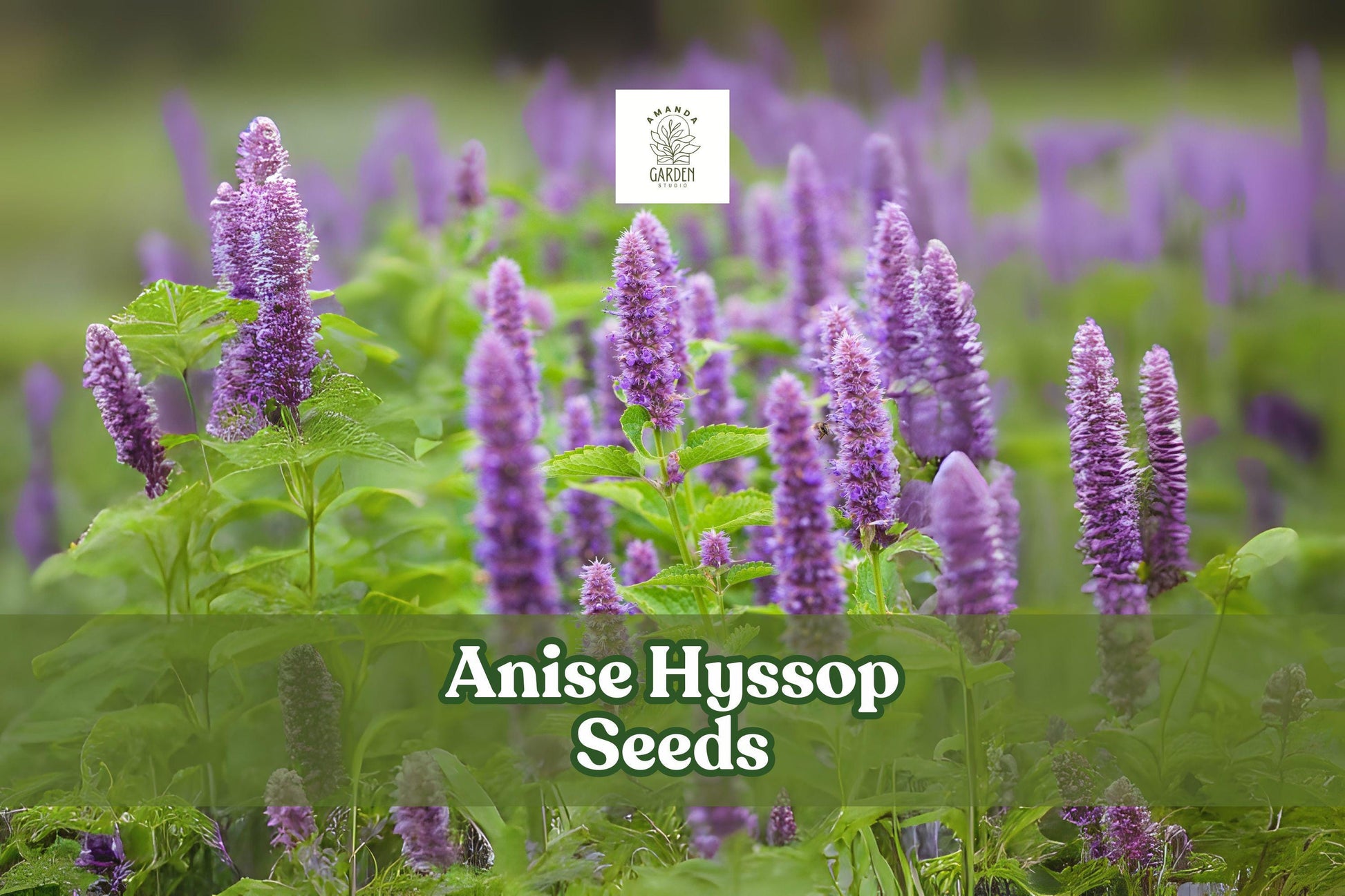 200 Anise Hyssop Seeds – Agastache foeniculum Pollinator Wildflower with Lavender Spikes, Fragrant Licorice Scent, Bees & Butterflies