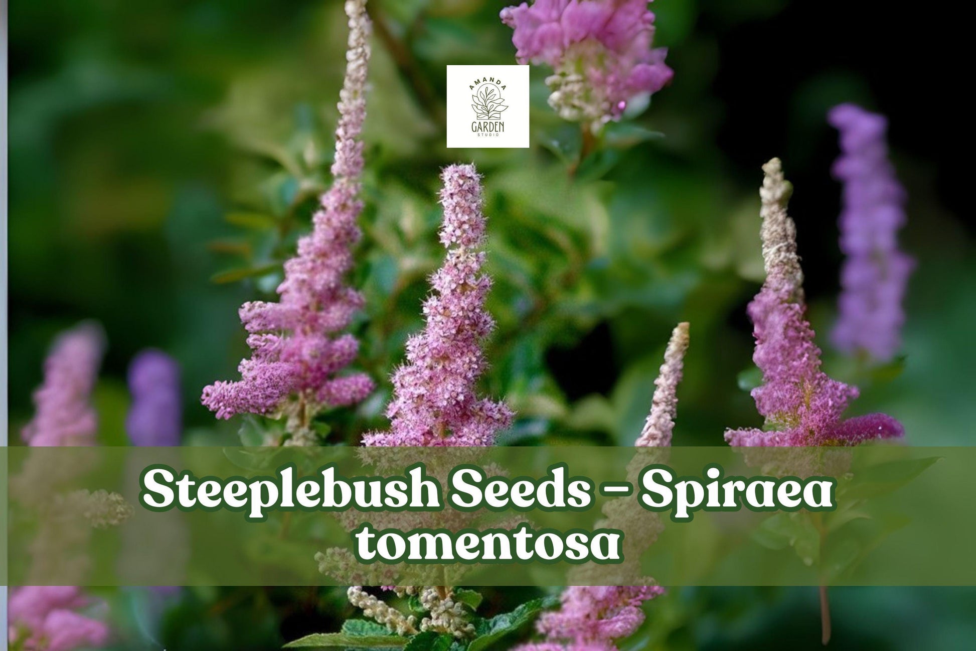 100 Spiraea tomentosa Seeds – Native Pink Steeplebush for Meadows & Rain Gardens, Pollinator Friendly, Moist Soil, Pink Summer Blooms