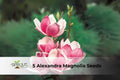 Alexandra Magnolia Seeds | Deciduous Ornamental Tree with Pink & White Blooms | Magnolia × soulangeana