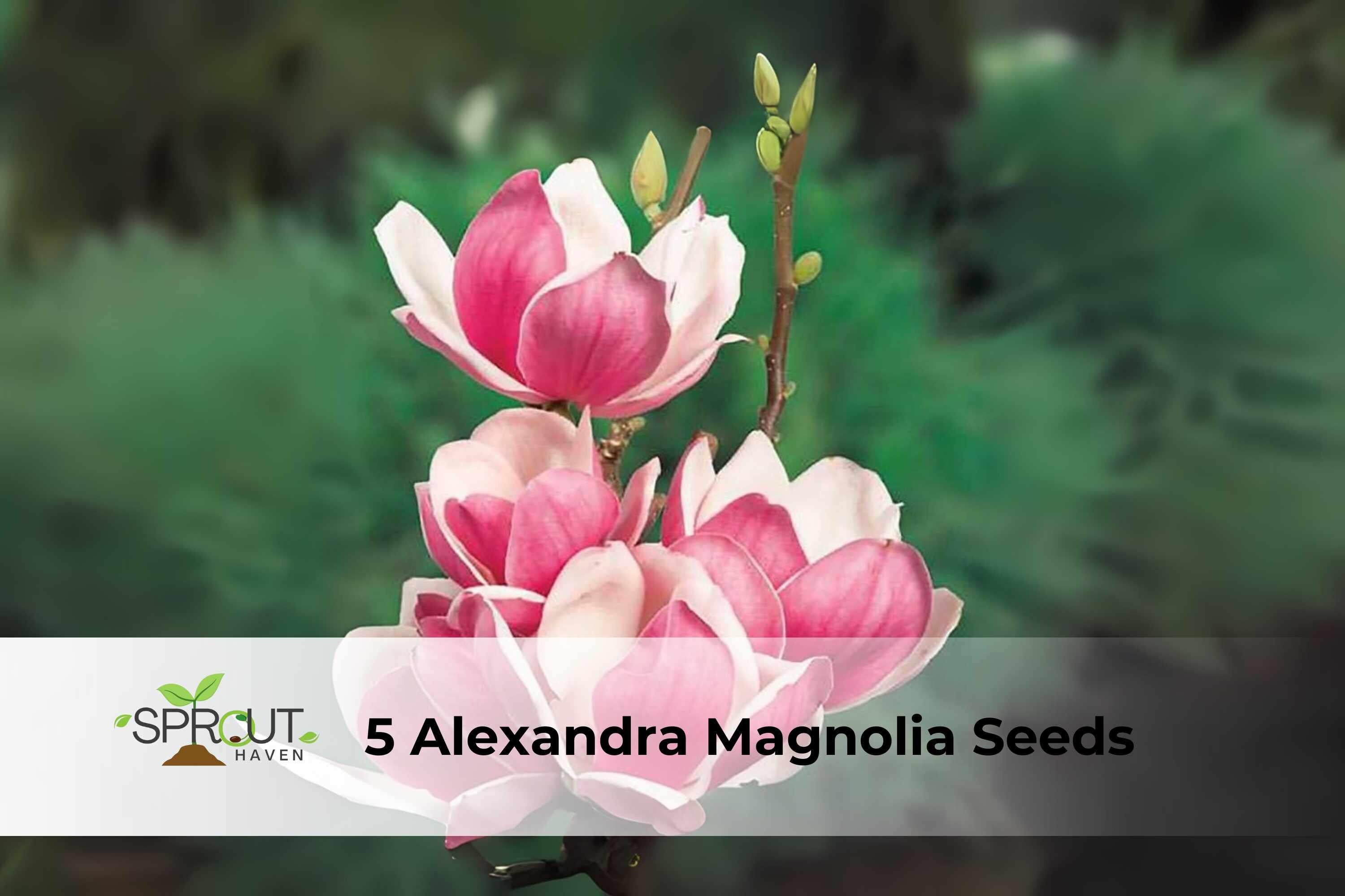 Alexandra Magnolia Seeds | Deciduous Ornamental Tree with Pink & White Blooms | Magnolia × soulangeana