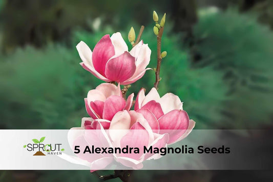 Alexandra Magnolia Seeds | Deciduous Ornamental Tree with Pink & White Blooms | Magnolia × soulangeana
