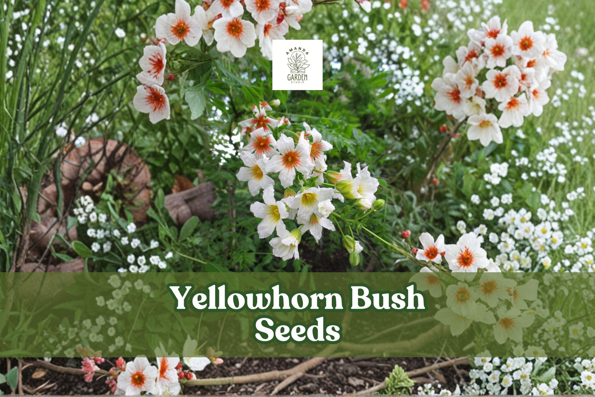 Yellowhorn Tree Seeds | Xanthoceras sorbifolium | Ornamental Flowering Shrub with White & Red Flowers, Edible Nuts
