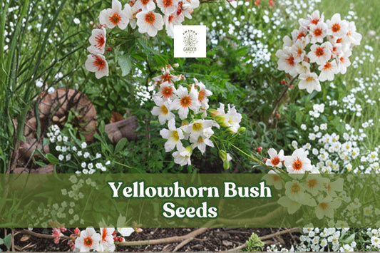 Yellowhorn Tree Seeds | Xanthoceras sorbifolium | Ornamental Flowering Shrub with White & Red Flowers, Edible Nuts