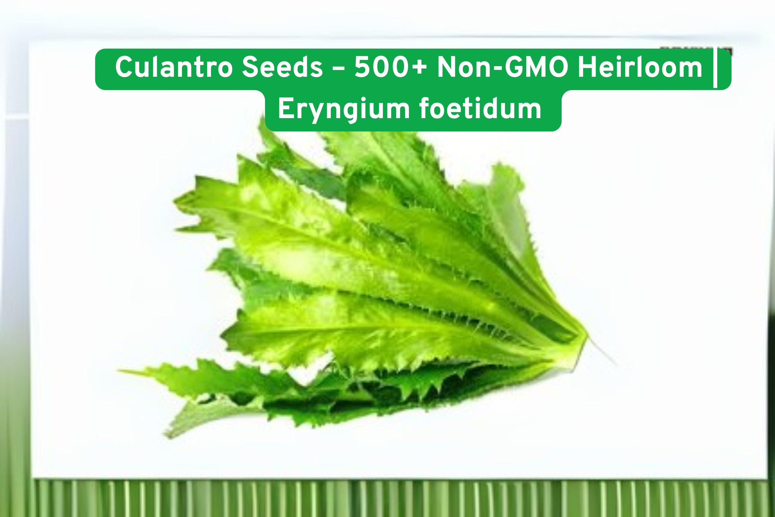 Culantro Seeds 500+ Non-GMO Heirloom Eryngium foetidum Strong Cilantro Flavor Warm Season Herb