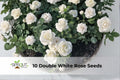 Double White Rose Seeds - Perennial Bush Flowers for Garden Borders & Landscaping - Rosa spp.