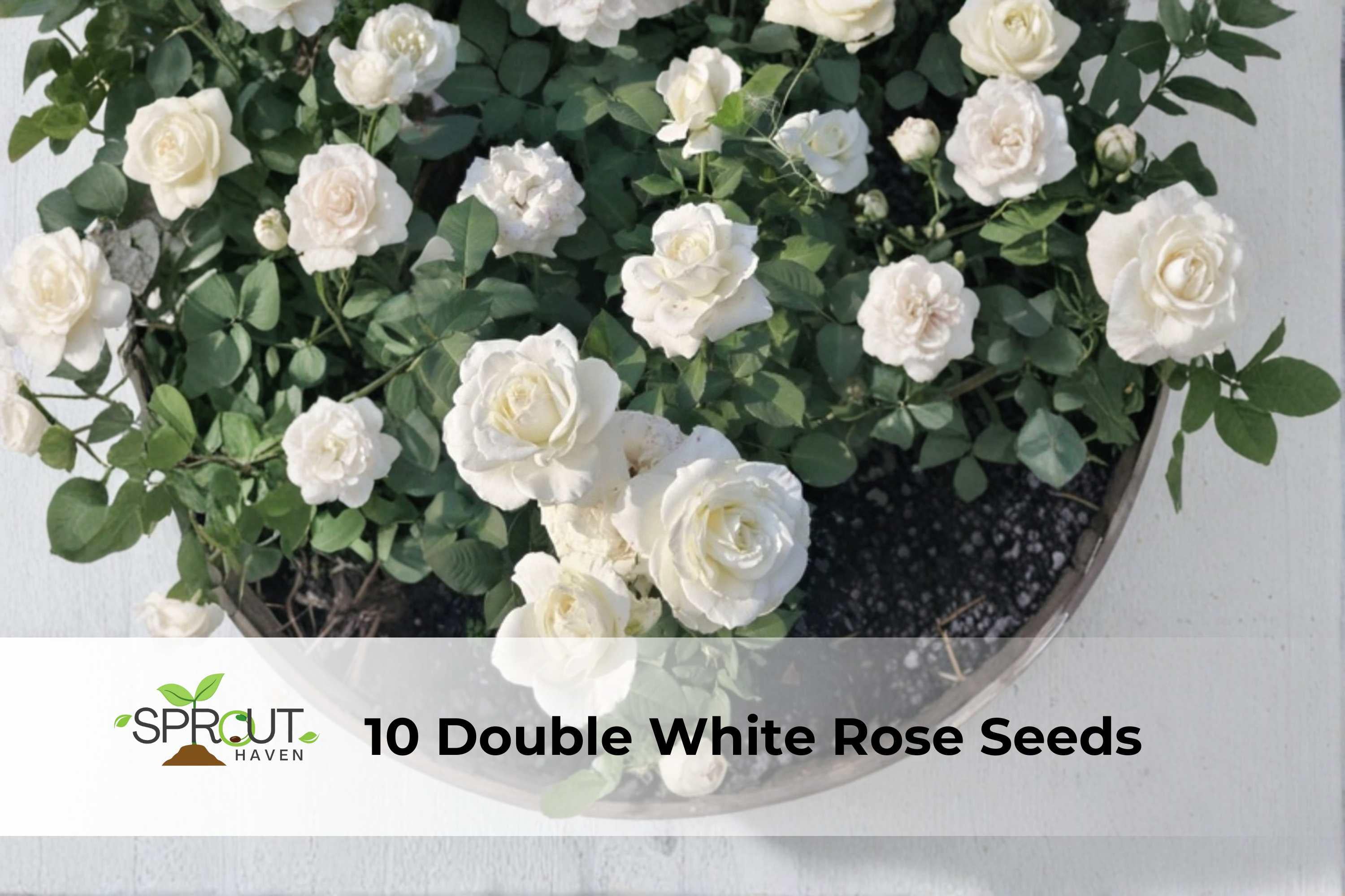 Double White Rose Seeds - Perennial Bush Flowers for Garden Borders & Landscaping - Rosa spp.