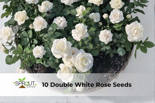 Double White Rose Seeds - Perennial Bush Flowers for Garden Borders & Landscaping - Rosa spp.