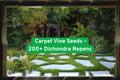 Dichondra Repens Seeds – Ground Cover, Carpet Vine, Lawn Alternative, Non-GMO, 200+ Seeds