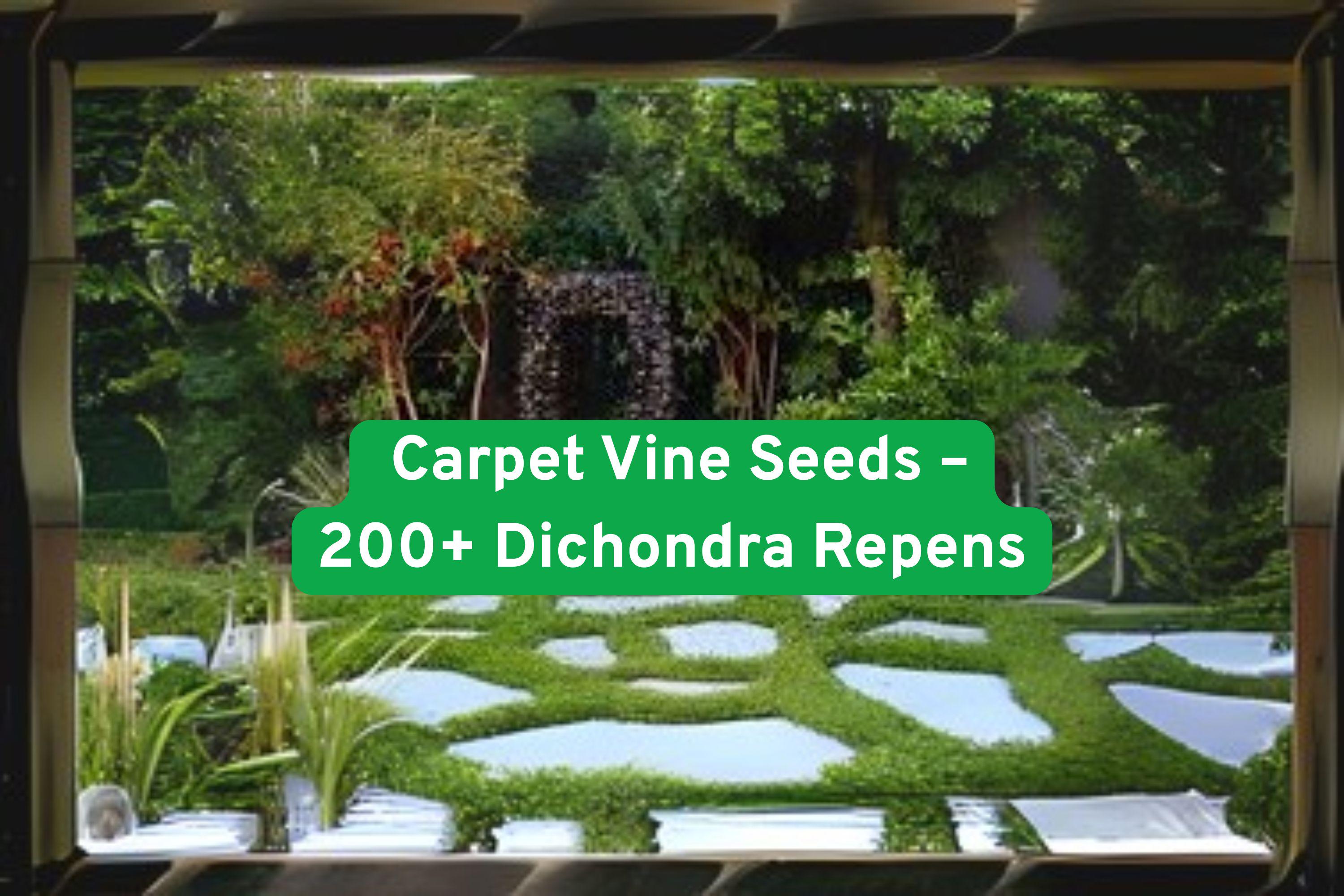 Dichondra Repens Seeds – Ground Cover, Carpet Vine, Lawn Alternative, Non-GMO, 200+ Seeds