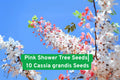 Pink Shower Tree Seeds – 10 Cassia grandis, Tropical Pink Blooms, Ornamental Shade Tree, Fast-Growing Tropical Plant