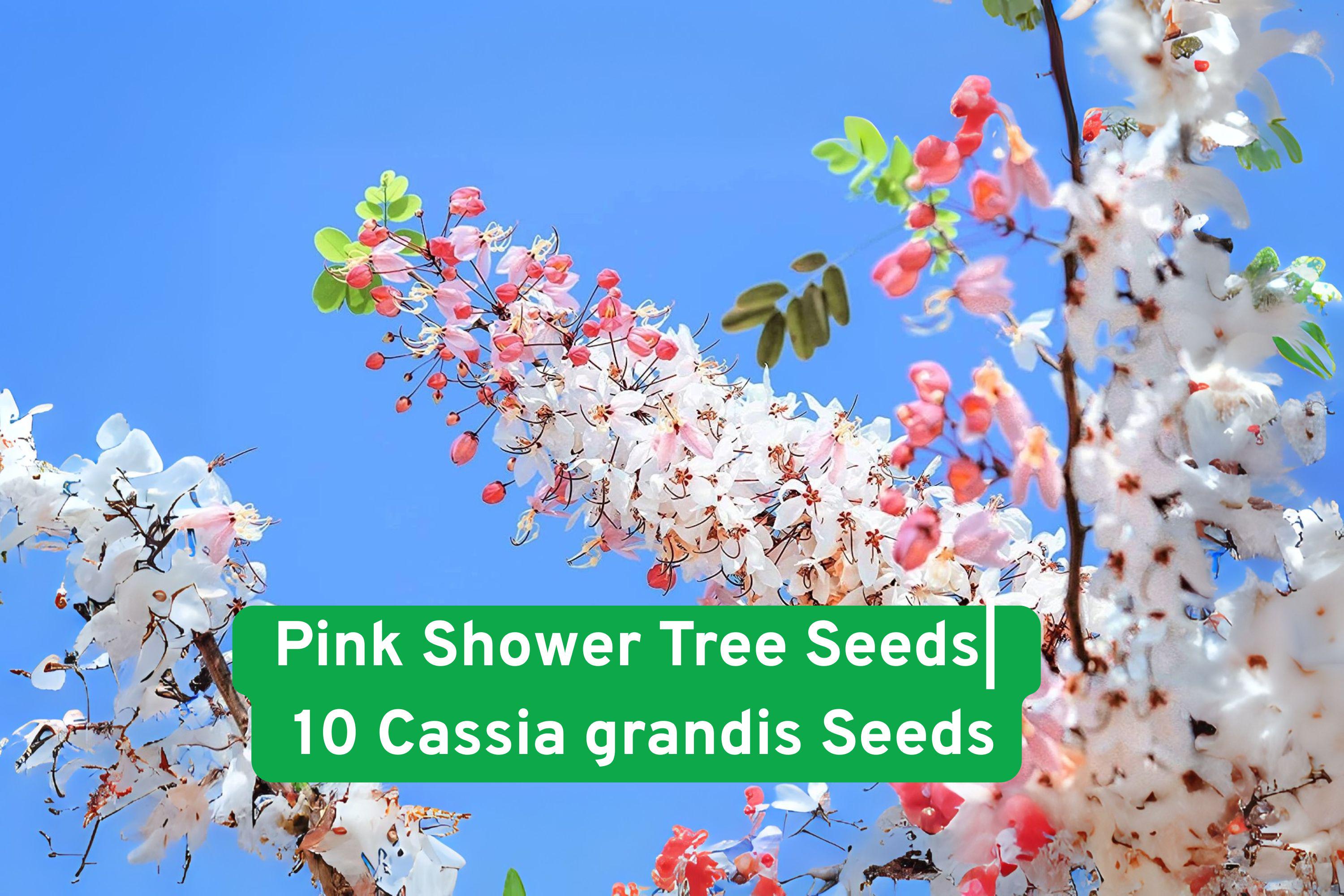 Pink Shower Tree Seeds – 10 Cassia grandis, Tropical Pink Blooms, Ornamental Shade Tree, Fast-Growing Tropical Plant