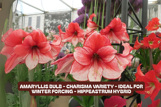 Amaryllis Bulb - Charisma Variety for Winter Forcing - Hippeastrum Hybrid Indoor Flowering Plant