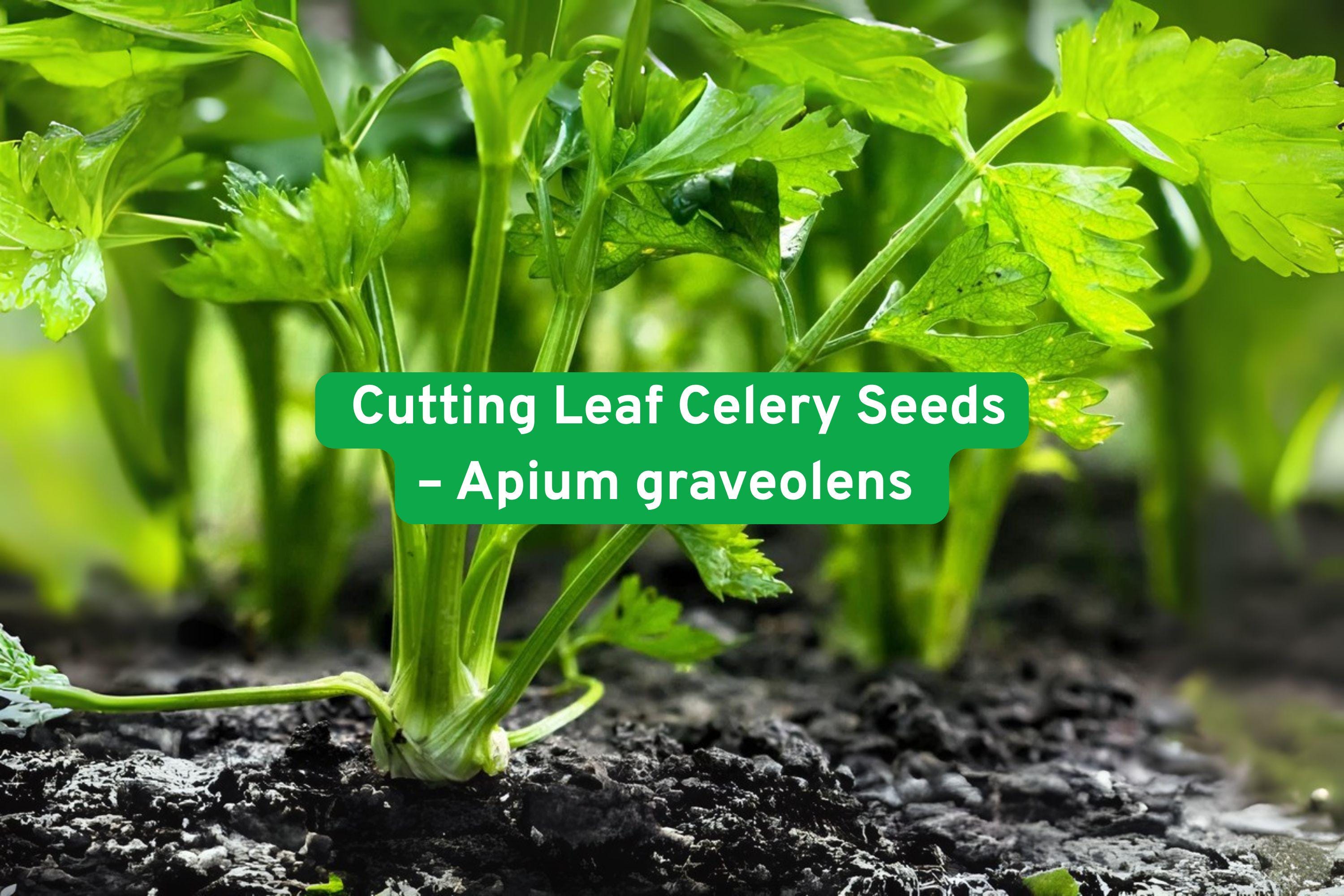 Cutting Celery Seeds - Heirloom Leaf Celery for Cooking & Seasoning - Apium graveolens, Green, Compact, 1500+ Seeds
