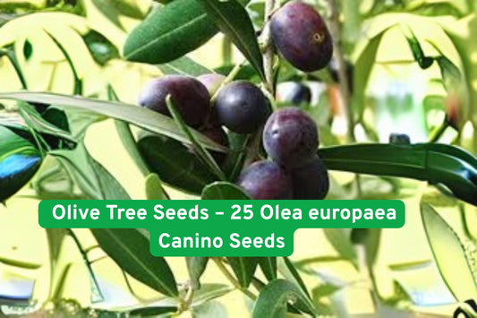 Olive Tree Seeds – 25 Olea europaea ‘Canino’ Edible Olive Planting Seeds Non-GMO for Growing Bonsai & Landscape