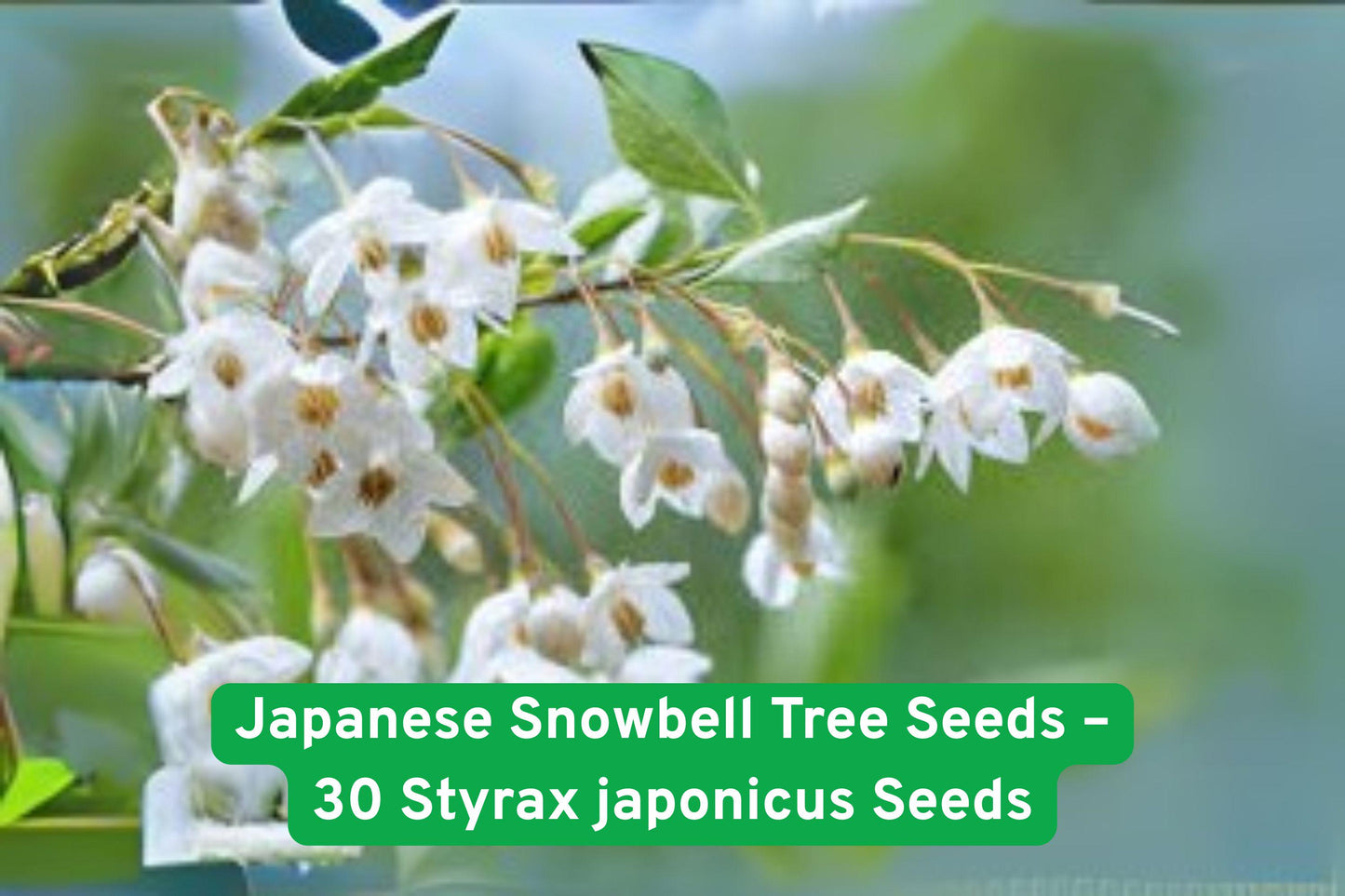 Japanese Snowbell Tree Seeds – 30 Styrax japonicus Ornamental Seeds with Fragrant White Blooms for Gardens and Landscapes