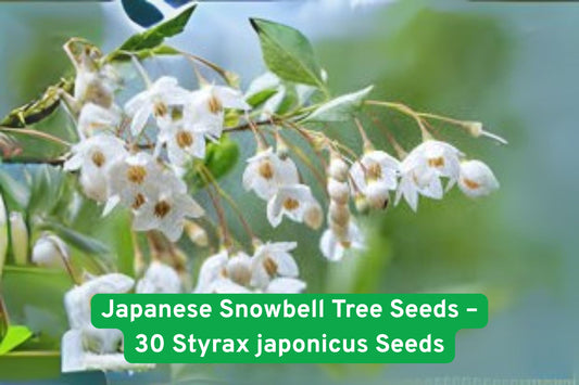 Japanese Snowbell Tree Seeds – 30 Styrax japonicus Ornamental Seeds with Fragrant White Blooms for Gardens and Landscapes