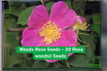 Wild Rose Seeds – Rosa woodsii, Fragrant Pink Blooms, Native North American Wild Rose, Drought-Tolerant Shrub, 30 Non-GMO Seeds