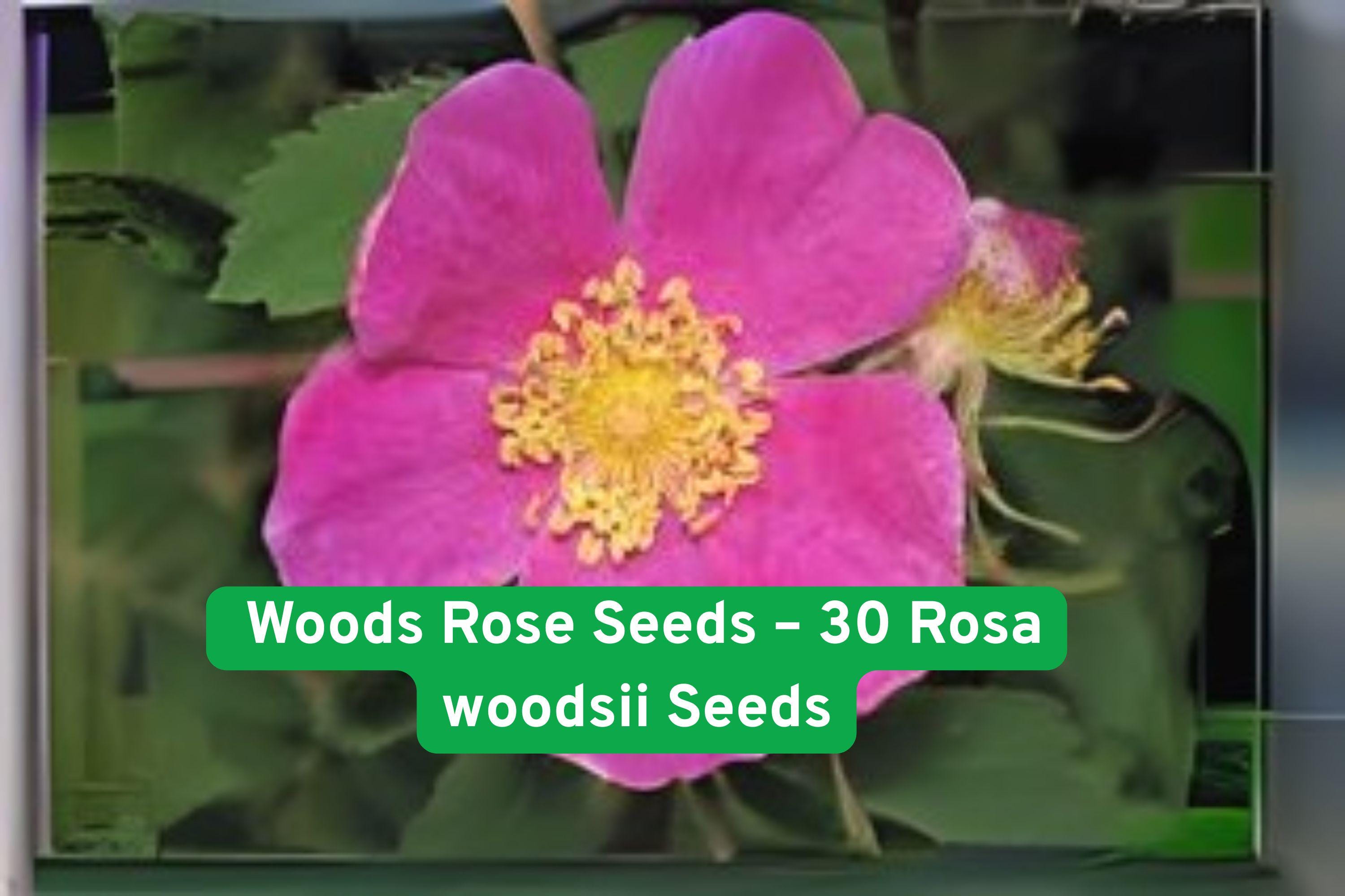 Wild Rose Seeds – Rosa woodsii, Fragrant Pink Blooms, Native North American Wild Rose, Drought-Tolerant Shrub, 30 Non-GMO Seeds