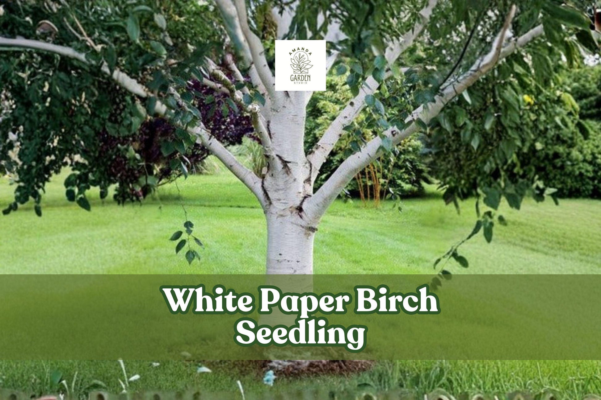 White Paper Birch Seedling – Betula papyrifera, Fast Growing Ornamental Hardwood Tree for Landscaping