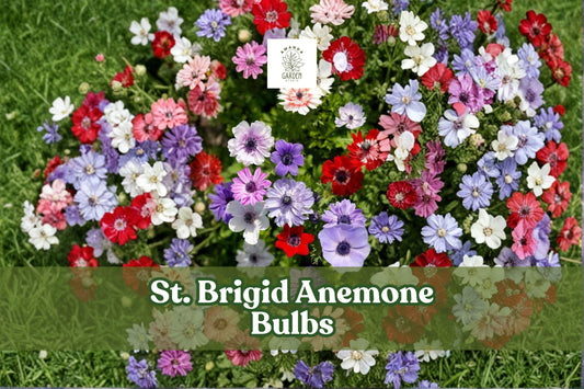10 St. Brigid Anemone Bulbs - Mixed Double Blooms, Anemone coronaria, Spring Flowering Perennial Bulbs