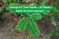 George Fir Tree Seeds, Abies forrestii georgei, Fast-Growing Evergreen with Neon Foliage, Conifer Seeds for Garden, Bonsai & Landscaping