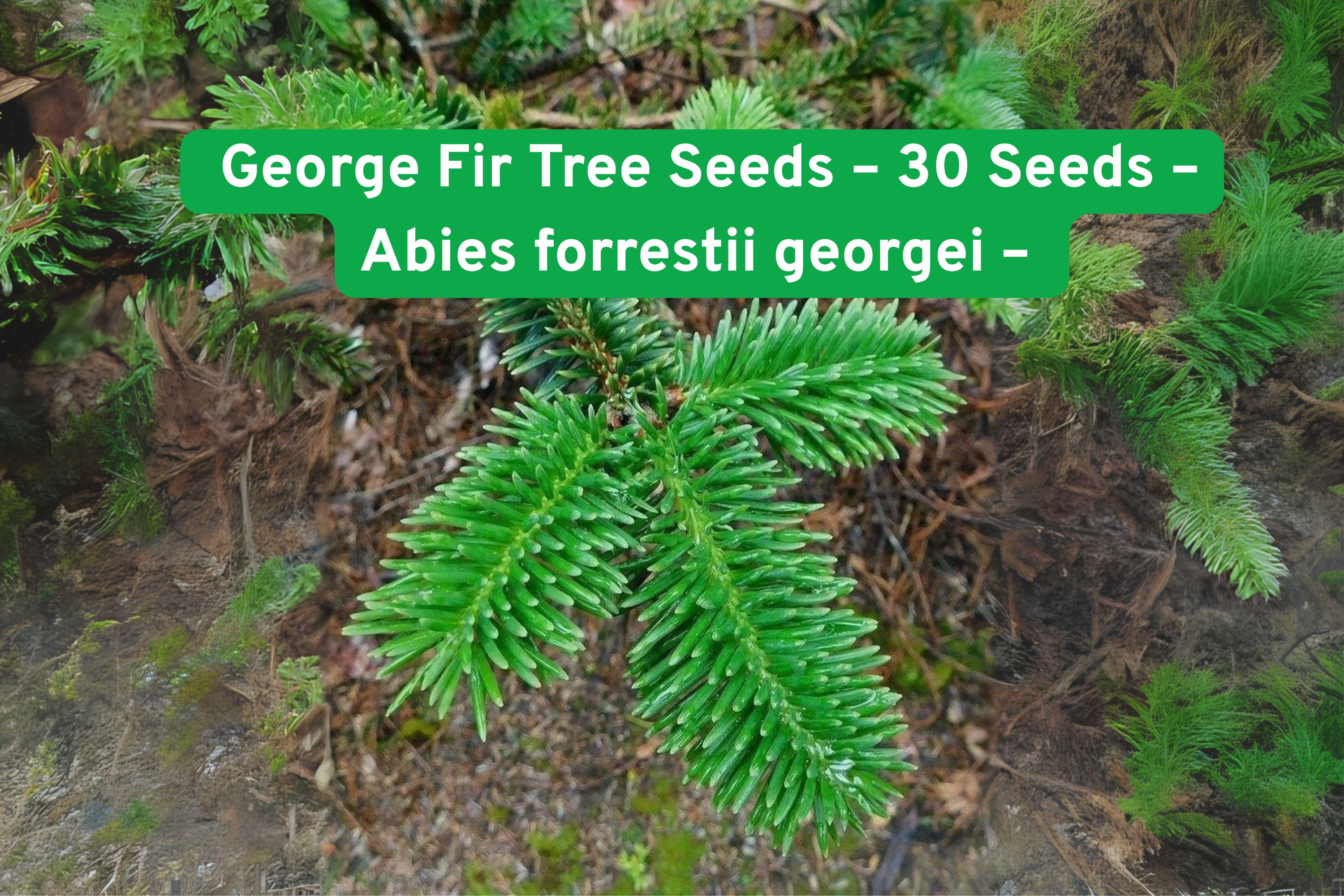 George Fir Tree Seeds, Abies forrestii georgei, Fast-Growing Evergreen with Neon Foliage, Conifer Seeds for Garden, Bonsai & Landscaping