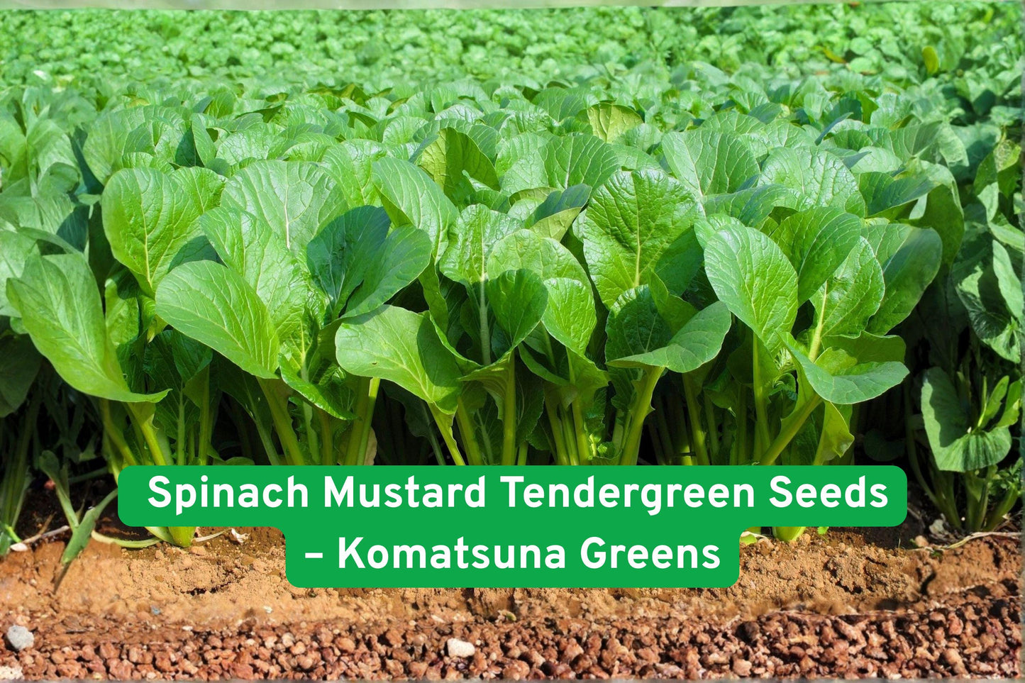 Komatsuna Seeds, 1000+ Brassica rapa var. Komatsuna, Tendergreen Spinach Mustard for Salads & Stir-Fry