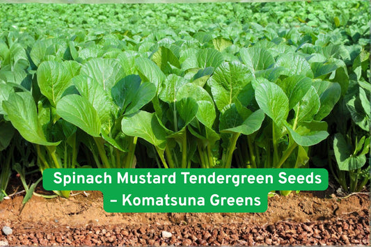 Komatsuna Seeds, 1000+ Brassica rapa var. Komatsuna, Tendergreen Spinach Mustard for Salads & Stir-Fry