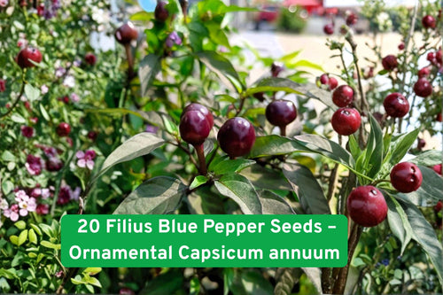20 Filius Blue Ornamental Chili Pepper Seeds – Colorful Multi-Colored Fruits, Purple Flowers, Edible Annual, Capsicum annuum