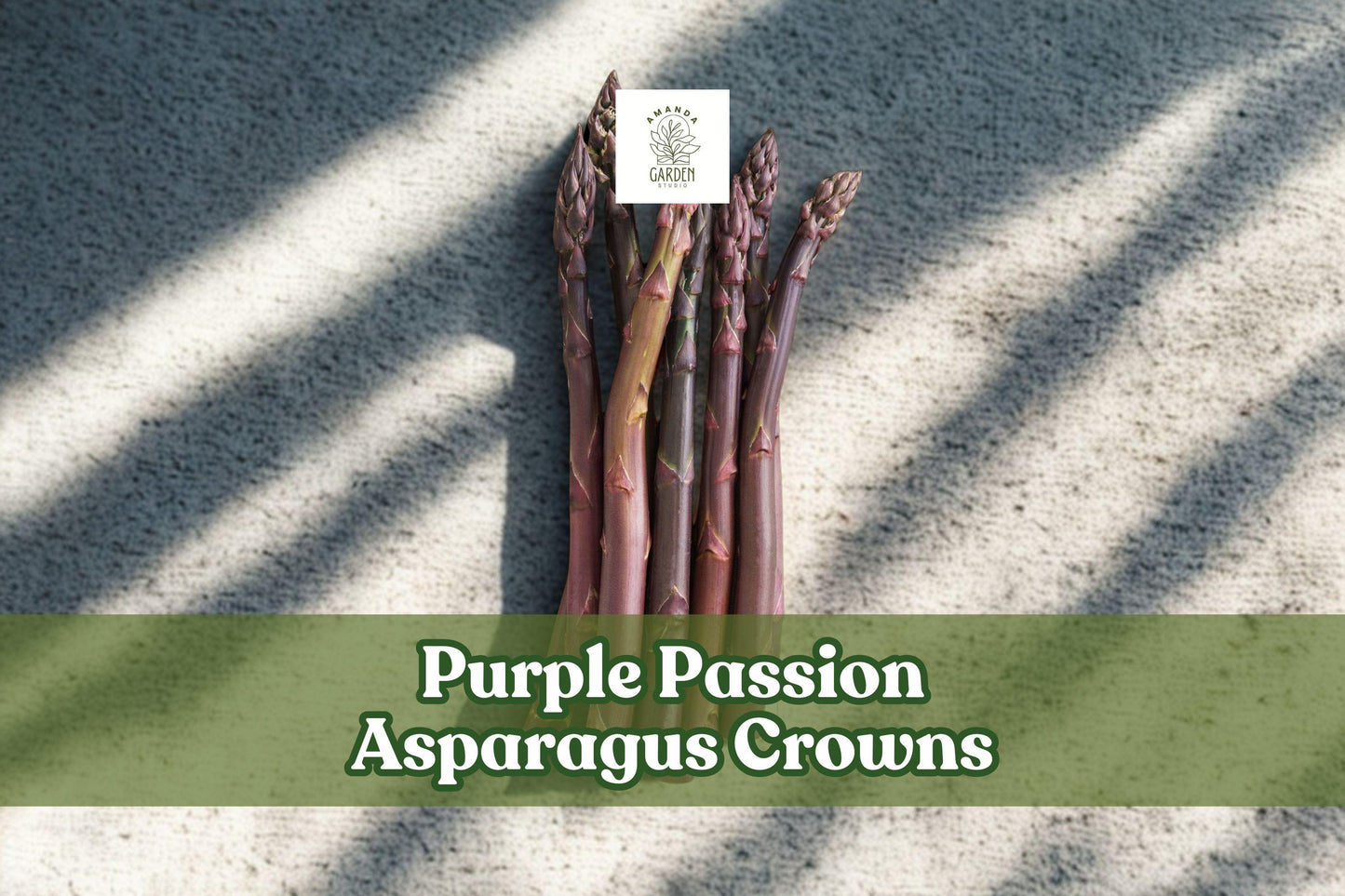 Purple Passion Asparagus Crowns - 2-Year-Old Bare Root Plants - Edible Perennial Vegetable - Asparagus officinalis