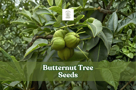 5 Butternut Tree Seeds Juglans cinerea White Walnut Edible Nuts Hardwood Deciduous Plant