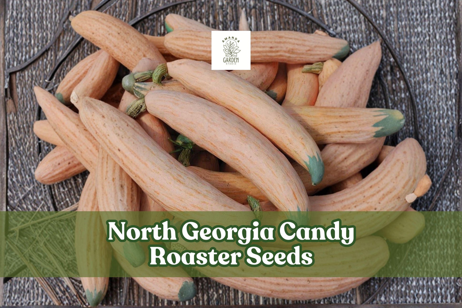 North Georgia Candy Roaster Squash Seeds – Heirloom Cucurbita maxima – Pink-Orange Fruit – Vining Vegetable Seeds – 10 Seeds