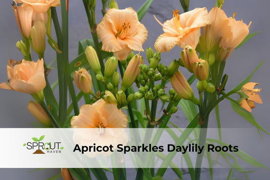 Apricot Sparkles Daylily Rooted Perennial Plant – Bright Apricot-Orange Blooms, Hemerocallis Hybrid, Butterfly & Pollinator Attracting
