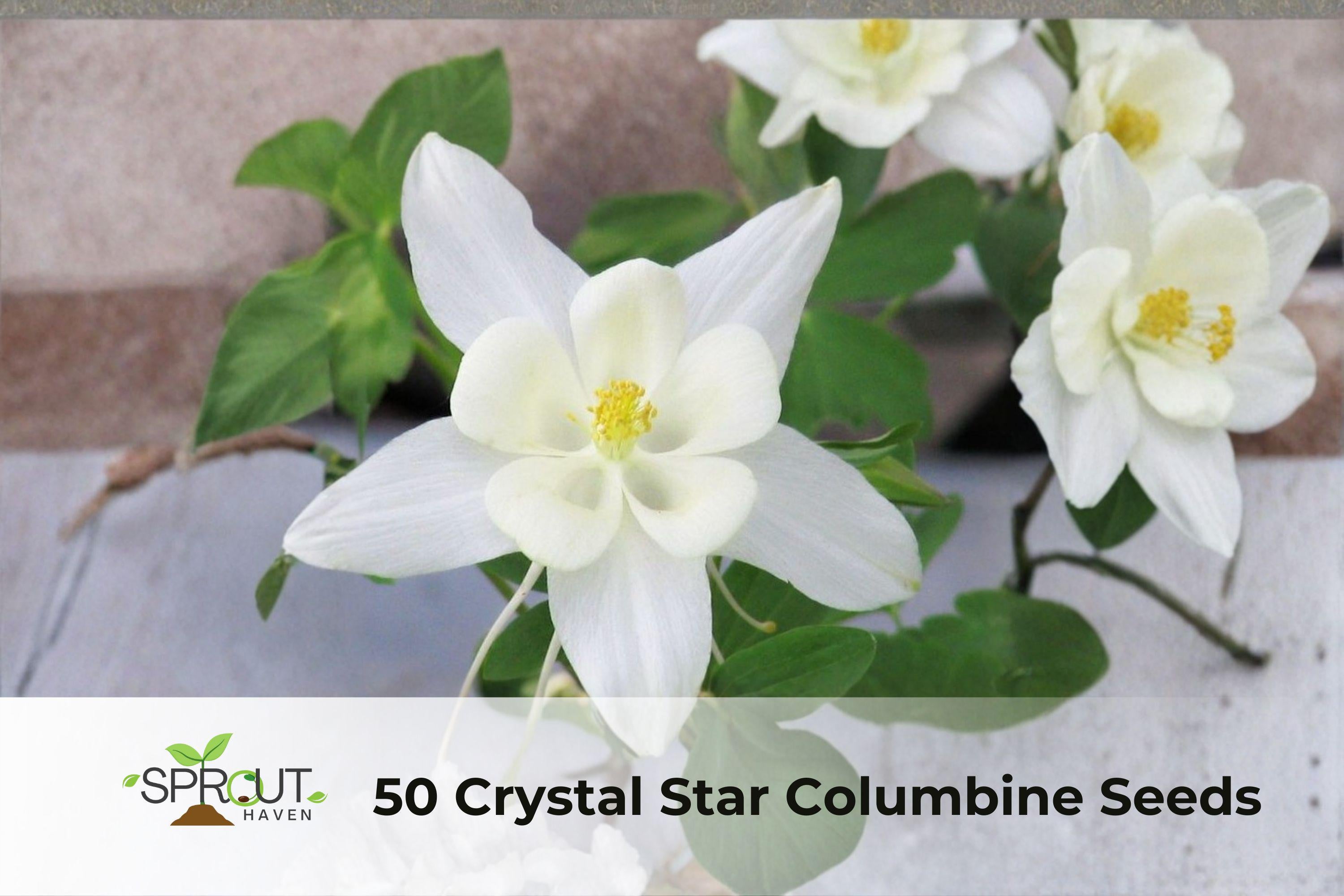 Crystal Star Columbine Seeds | Non-GMO Aquilegia Perennial with Blue & White Blooms | Attracts Hummingbirds & Pollinators