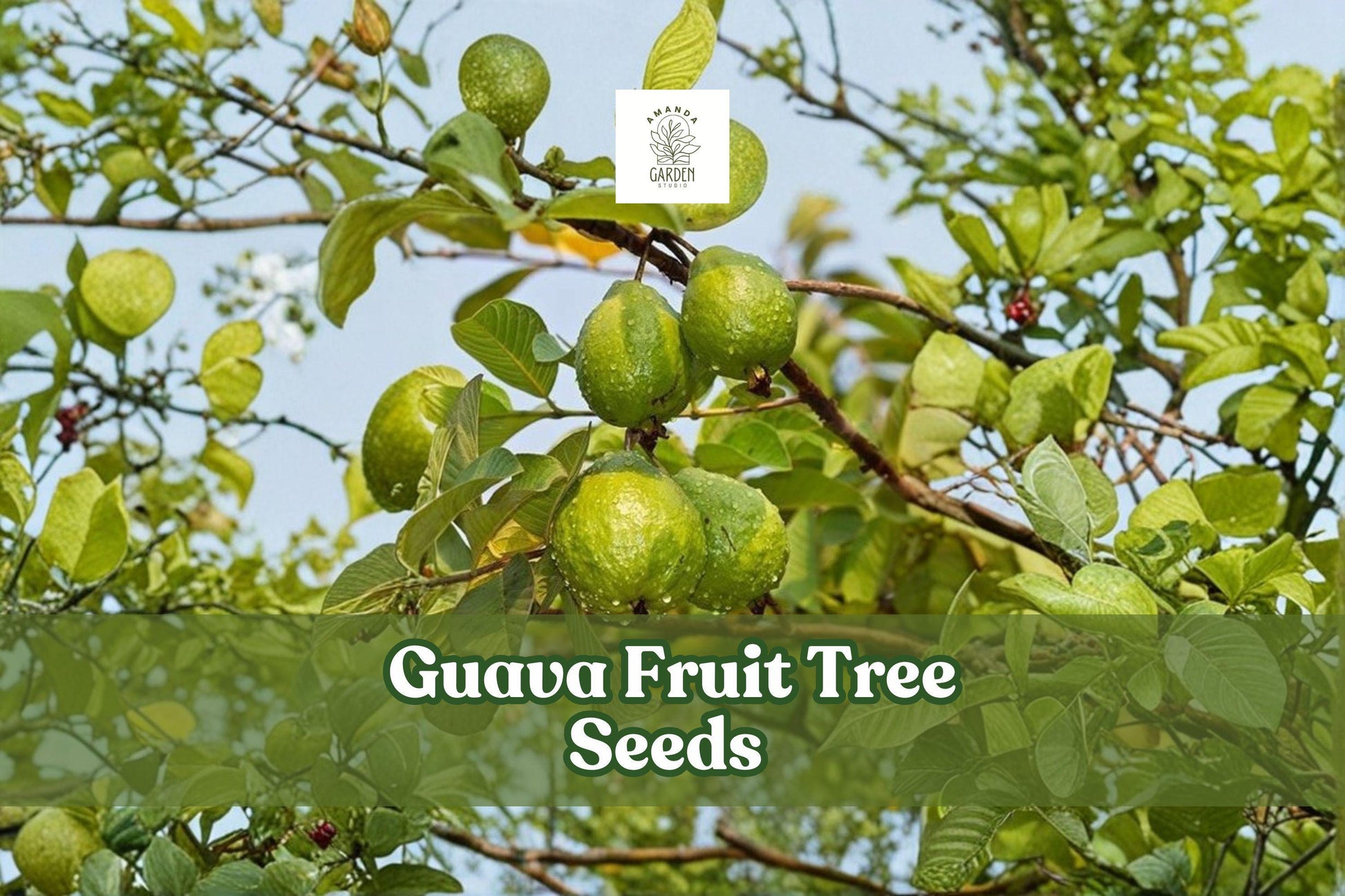 100 Guava Fruit Tree Seeds, Tropical Psidium guajava, Exotic Garden Fruit Growing, Warm Climate, Home Cultivation