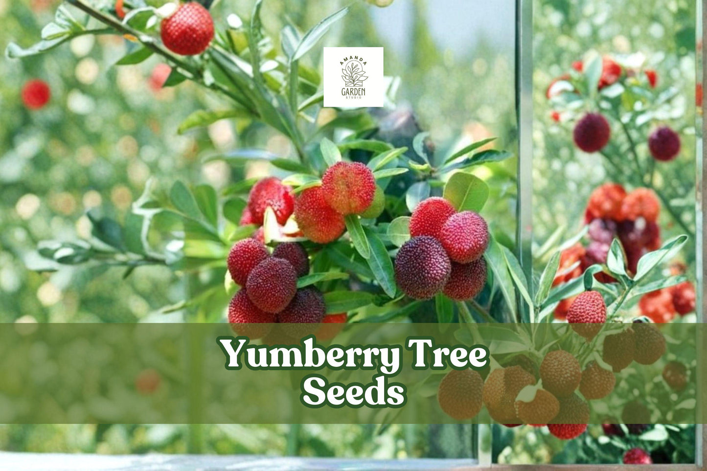 Yumberry Tree Seeds, Myrica rubra, Chinese Bayberry, Yang-mei, Fruit-Bearing Evergreen, Tropical Fruit Tree, 10 Seeds