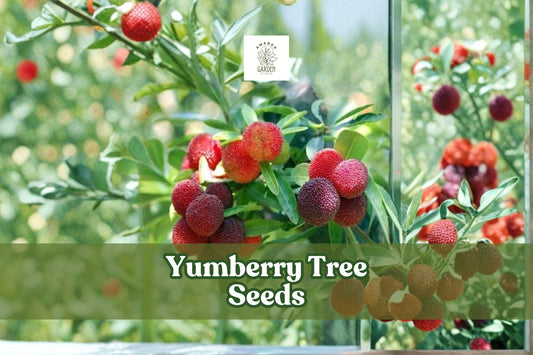 Yumberry Tree Seeds, Myrica rubra, Chinese Bayberry, Yang-mei, Fruit-Bearing Evergreen, Tropical Fruit Tree, 10 Seeds