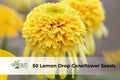 Lemon Drop Coneflower Seeds – Echinacea Hybrid, Yellow Perennial for Pollinator Gardens, Wildflower Meadows, Borders