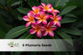 5 Plumeria Seeds – Frangipani Tropical Flower Mix in Orange, Yellow, Pink – Perennial Garden Seeds