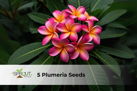 5 Plumeria Seeds – Frangipani Tropical Flower Mix in Orange, Yellow, Pink – Perennial Garden Seeds