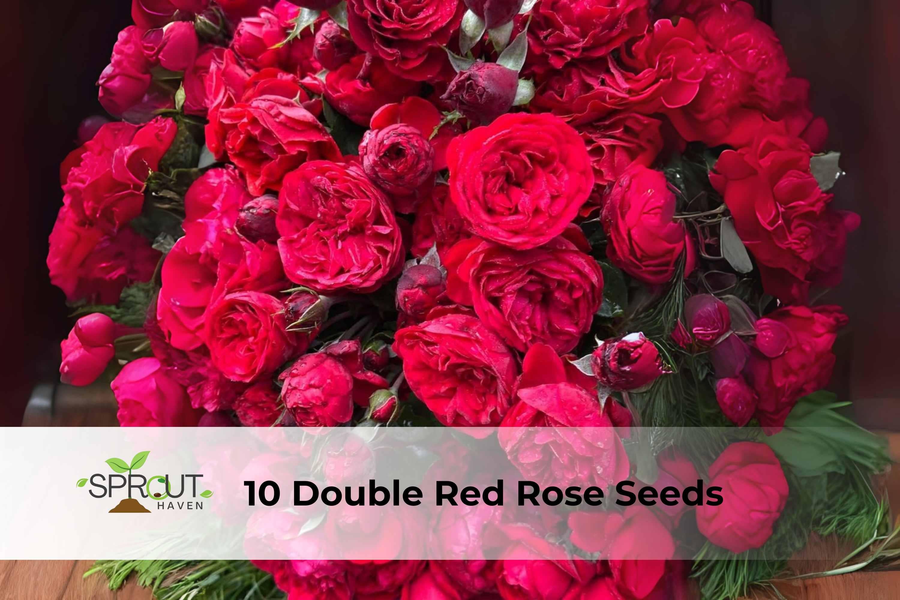 Double Red Rose Seeds – Perennial Bush, Rosa hybrid, Full Sun, Fragrant Blooms, Garden Flowers, Hedges, Containers