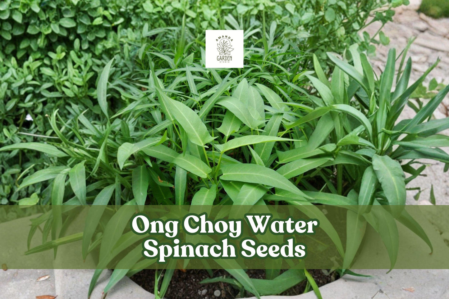 50 Ong Choy Seeds Asian Water Spinach Non-GMO Ipomoea aquatica Vegetable Seeds