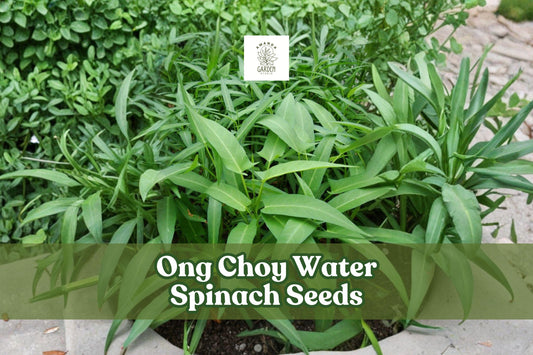 50 Ong Choy Seeds Asian Water Spinach Non-GMO Ipomoea aquatica Vegetable Seeds