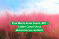 Pink Muhly Grass Seeds - Cotton Candy Ornamental Perennial, Deer Resistant, Muhlenbergia capillaris, Native, Low Maintenance