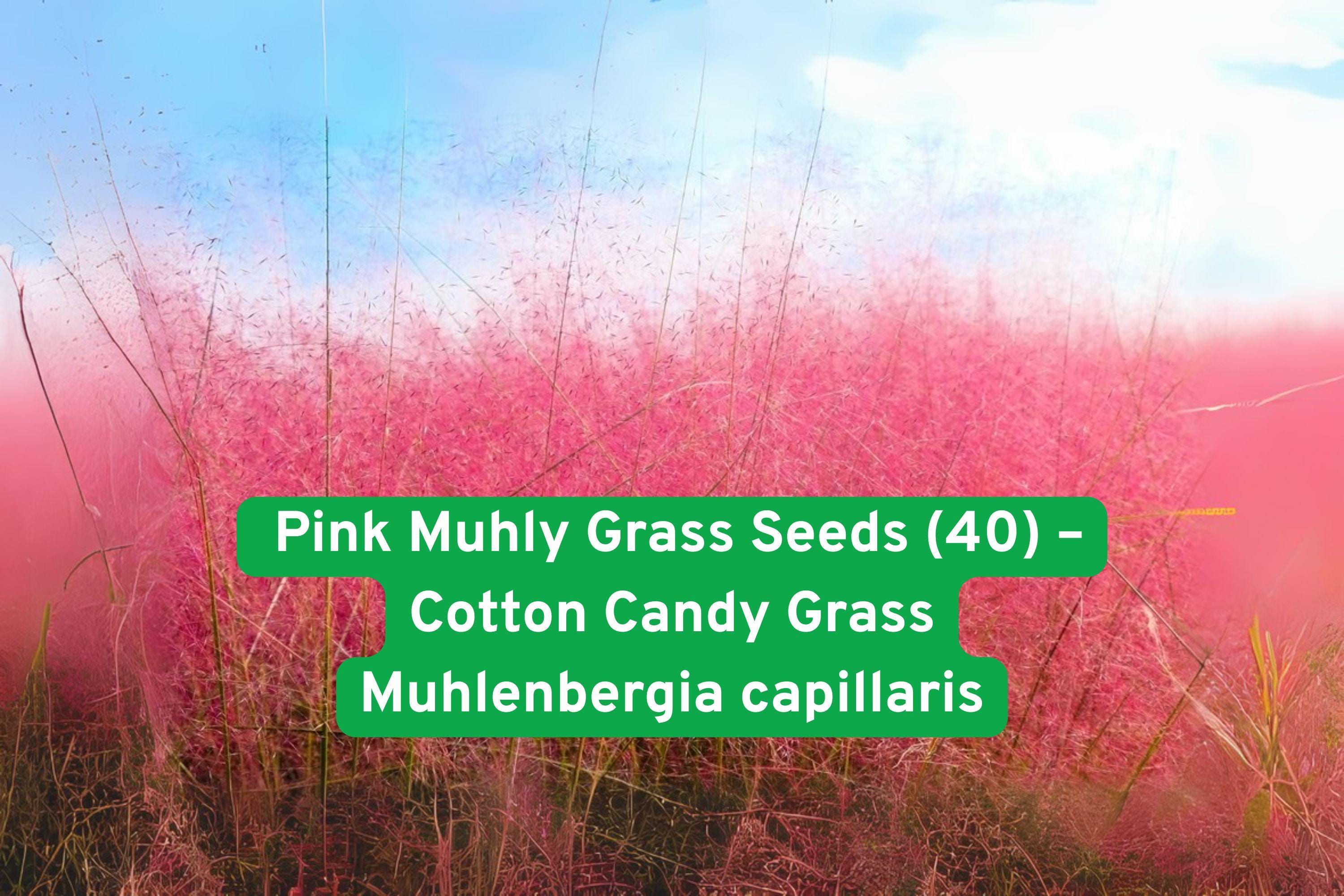 Pink Muhly Grass Seeds - Cotton Candy Ornamental Perennial, Deer Resistant, Muhlenbergia capillaris, Native, Low Maintenance
